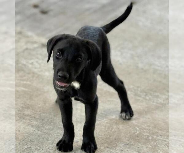 Medium Photo #2 Labrador Retriever-Unknown Mix Puppy For Sale in Yardley, PA, USA