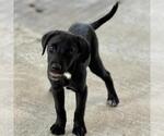 Small #1 Labrador Retriever Mix