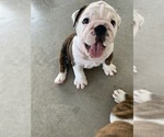 Small Photo #8 English Bulldog Puppy For Sale in LA VERNIA, TX, USA