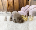 Small #4 Labrador Retriever