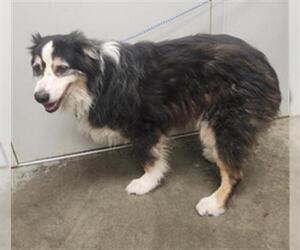 Australian Shepherd Dogs for adoption in Rosenberg, TX, USA