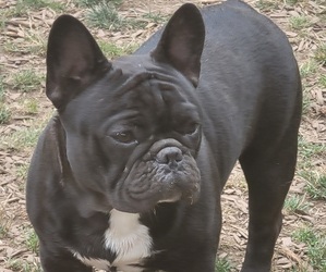 French Bulldog Puppy for sale in SPRINGFIELD, OR, USA