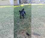 Small #11 Chiweenie