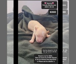 Morkie Poo (Toy) Puppy for sale in TUCSON, AZ, USA