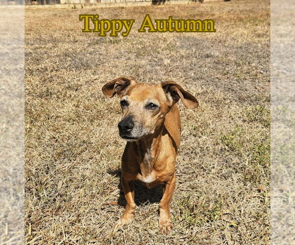 Medium Photo #13 Dachshund Puppy For Sale in San Antonio, TX, USA