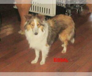 Mother of the Shetland Sheepdog puppies born on 04/10/2026