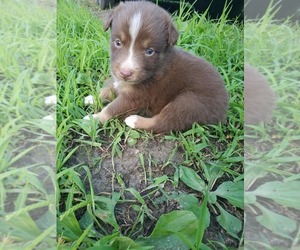 Australian Shepherd Puppy for sale in ALERT, IN, USA