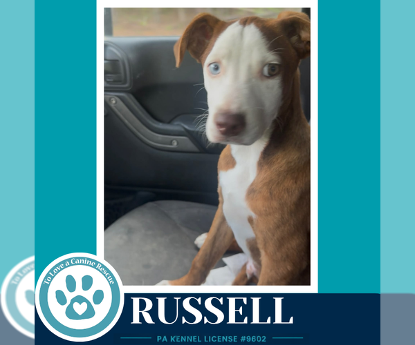 Medium Photo #2 Mutt Puppy For Sale in Kimberton, PA, USA