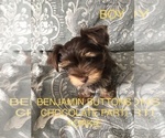 Small Photo #2 Yorkshire Terrier Puppy For Sale in MEDFORD, OR, USA