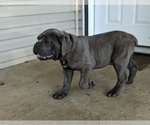 Small #5 Cane Corso