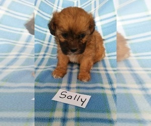 Poo-Shi Puppy for sale in CLARKRANGE, TN, USA