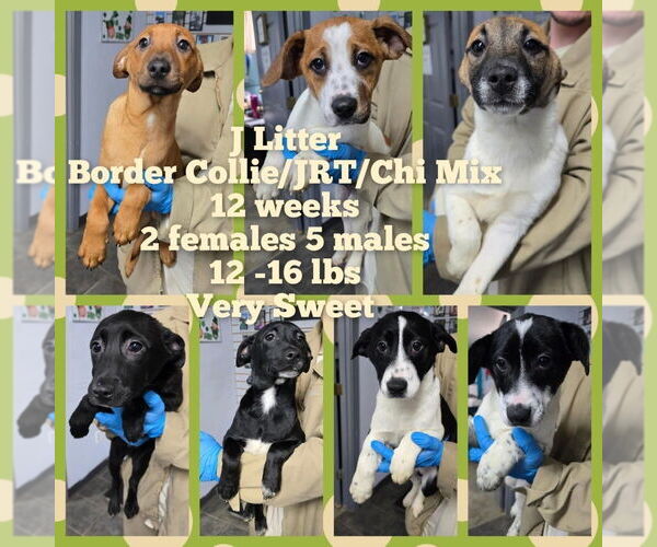 Medium Photo #2 Border Collie-Jack Russell Terrier Mix Puppy For Sale in Aurora, IN, USA