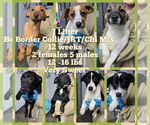 Small #1 Border Collie-Jack Russell Terrier Mix