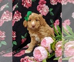 Small Photo #5 Aussiedoodle Miniature  Puppy For Sale in NOTTINGHAM, PA, USA