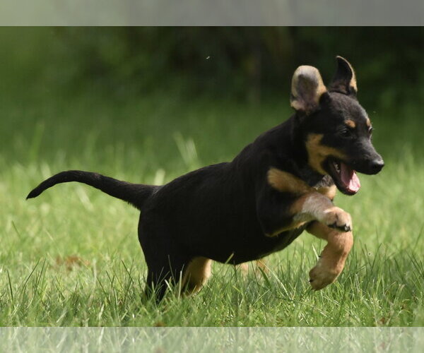 Medium Photo #7 Mutt Puppy For Sale in Mechanicsburg, PA, USA