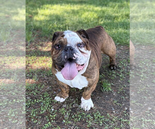Medium Photo #2 Bulldog Puppy For Sale in Spring Lake, NJ, USA