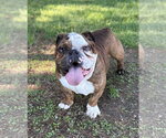 Small #1 Bulldog