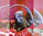 Small Photo #3 Cane Corso Puppy For Sale in SAN TAN VALLEY, AZ, USA