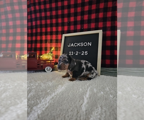 Medium Photo #7 Dachshund Puppy For Sale in NAPPANEE, IN, USA