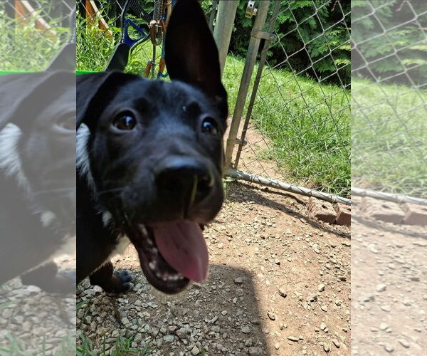 Medium Photo #2 Mutt Puppy For Sale in Thomasville, NC, USA