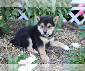 Shiba Inu Puppy for sale in SHILOH, OH, USA