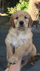 Golden Retriever Puppy for sale in PETALUMA, CA, USA