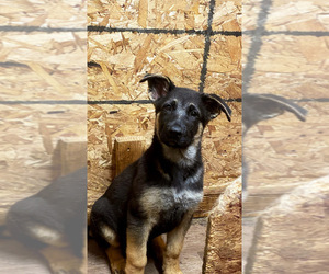 German Shepherd Dog Puppy for sale in CUSTER, WA, USA