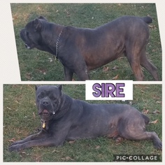 Father of the Cane Corso puppies born on 05/16/2018