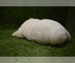 Small Photo #10 Akita Puppy For Sale in ROLLA, MO, USA