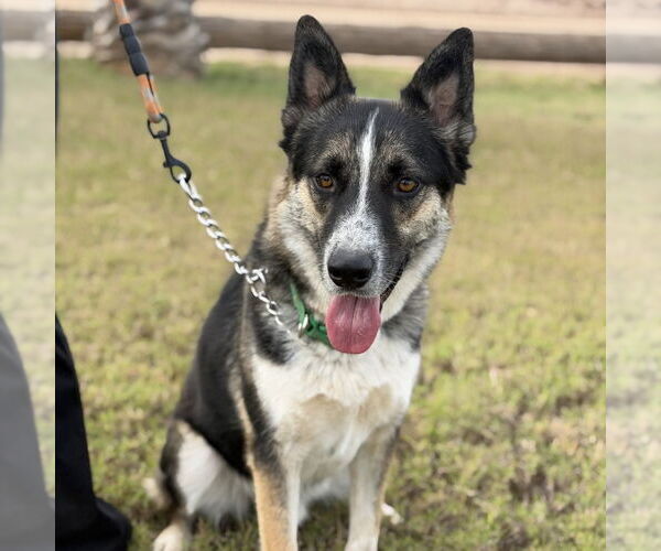 Medium Photo #2 Mutt Puppy For Sale in Oceanside, CA, USA