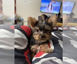 Yorkshire Terrier Puppy for sale in KATY, TX, USA