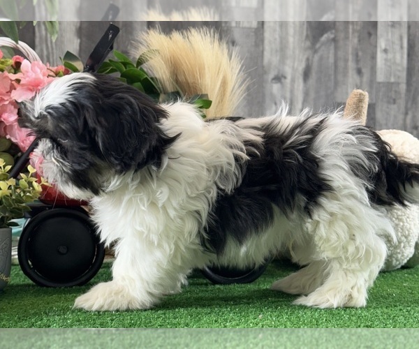 Medium Photo #3 Shih Tzu Puppy For Sale in CANOGA, NY, USA