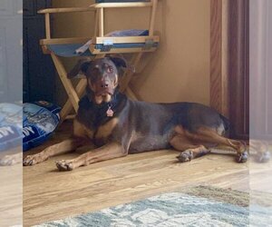 Whiskey - Forever Foster - Female Doberman Pinscher-Unknown Mix Dog for Adoption - Photo #8