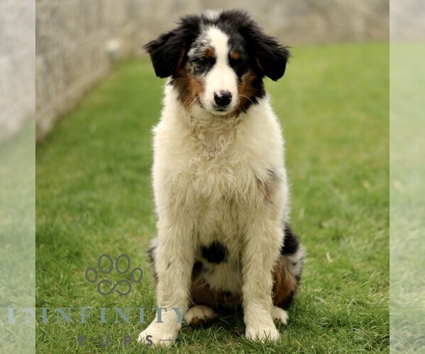 Medium Photo #2 Australian Shepherd Puppy For Sale in LANCASTER, PA, USA