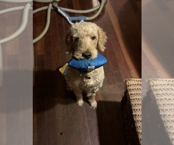 Medium Photo #1 Goldendoodle Puppy For Sale in RUSSELL, MA, USA