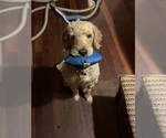 Small Photo #1 Goldendoodle Puppy For Sale in RUSSELL, MA, USA