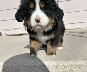 Bernese Mountain Dog Puppy for sale in CEDAR VALE, KS, USA