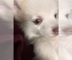 Small Photo #20 Pomsky Puppy For Sale in GOLDEN VALLEY, AZ, USA