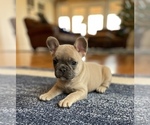 Small Photo #8 French Bulldog Puppy For Sale in PUEBLO, CO, USA