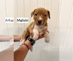 Small #2 Mutt