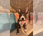 Small #10 American Pit Bull Terrier-Mountain Cur Mix