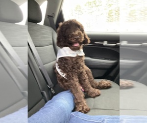 Labradoodle Puppy for sale in MOORESVILLE, NC, USA