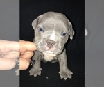 Small Photo #6 American Bully Puppy For Sale in MILLVILLE, NJ, USA