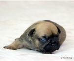 Small Photo #29 French Bulldog Puppy For Sale in WINNSBORO, TX, USA