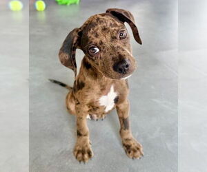 Catahoula Leopard Dog-Labrador Retriever Mix Dogs for adoption in GILBERTS, IL, USA