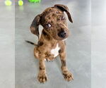 Small Catahoula Leopard Dog-Labrador Retriever Mix