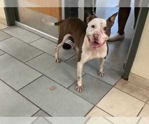American Pit Bull Terrier-Unknown Mix Dogs for adoption in Virginia Beach, VA, USA