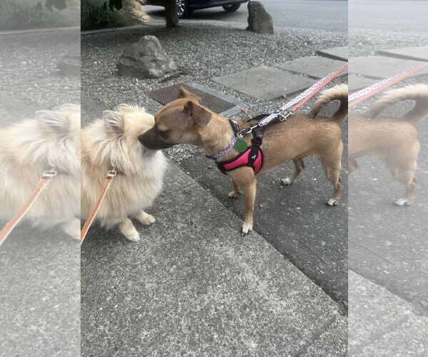 Medium Photo #16 Chihuahua-Unknown Mix Puppy For Sale in Bellevue, WA, USA