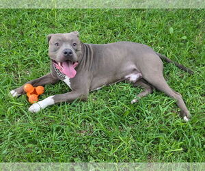 American Pit Bull Terrier-Unknown Mix Dogs for adoption in Euless, TX, USA