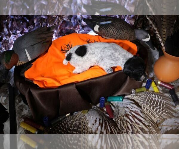 Medium Photo #55 German Shorthaired Pointer Puppy For Sale in EVANSVILLE, WY, USA